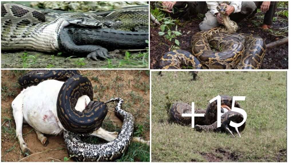 The Burmese Python's Digestive System