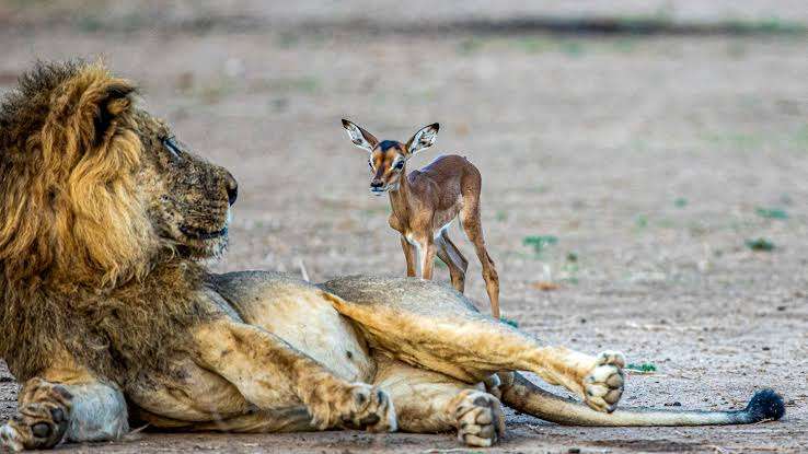 innocent baby impala approaches a lion