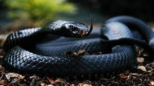 Black Mamba