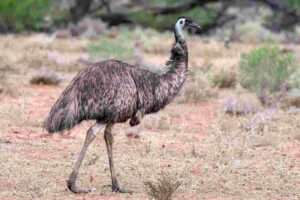 Emu bird