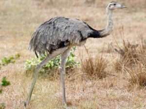 Greater Rhea bird