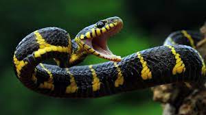 Indian Crescent Snake