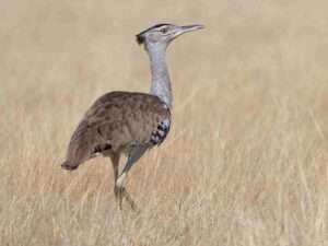 Kori Bustard bird