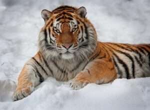 Siberian Tiger