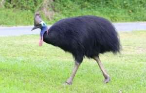 Southern Cassowary bird