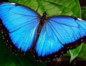 Blue Morpho Butterfly