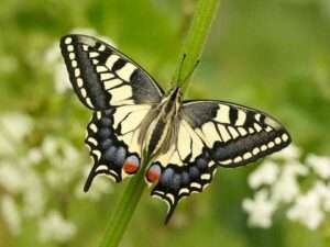 Swallowtail Butterfly