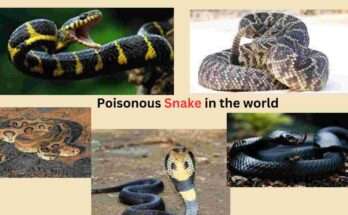 Poisonous Snakes