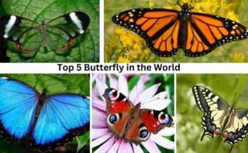 Top 5 Butterfly in the World