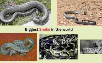 Snake in the World