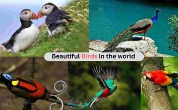 beautiful birds in the world