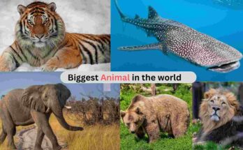 biggest animal in the world