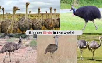 biggest bird in the world