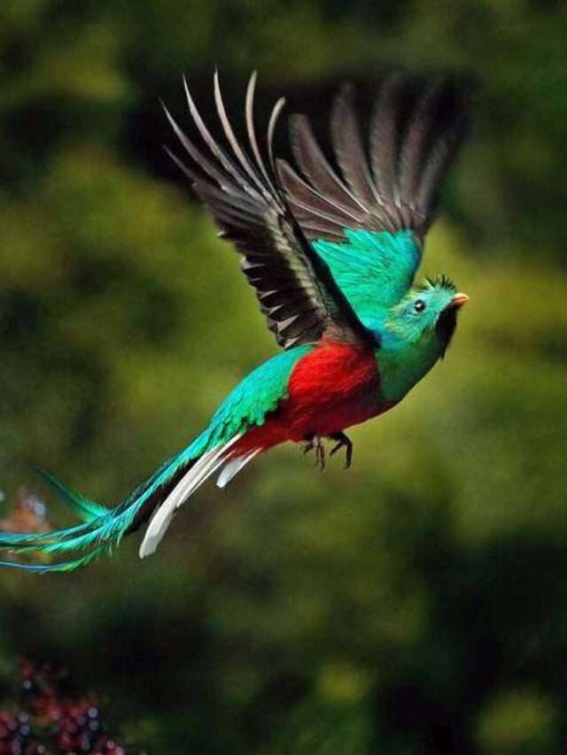 Some Beautiful Birds in the world