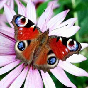 Peacock Butterfly