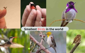 smallest bird-