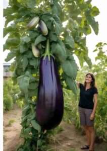 A fascinating journey into the world of giant eggplants: uncovering the secrets of nature's giant eggplants