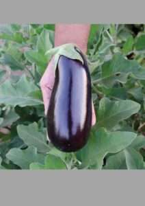 A fascinating journey into the world of giant eggplants: uncovering the secrets of nature's giant eggplants