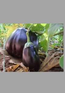 A fascinating journey into the world of giant eggplants: uncovering the secrets of nature's giant eggplants