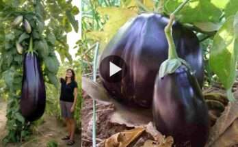 A fascinating journey into the world of giant eggplants: uncovering the secrets of nature's giant eggplants