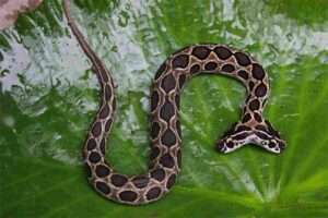 Two-Headed-Snake