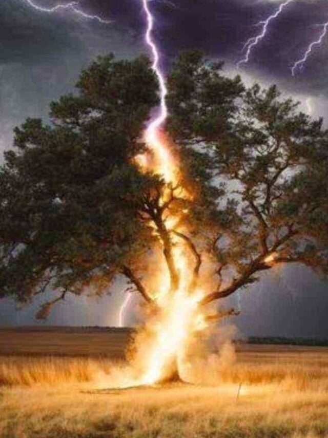 lightning always lethal to trees.